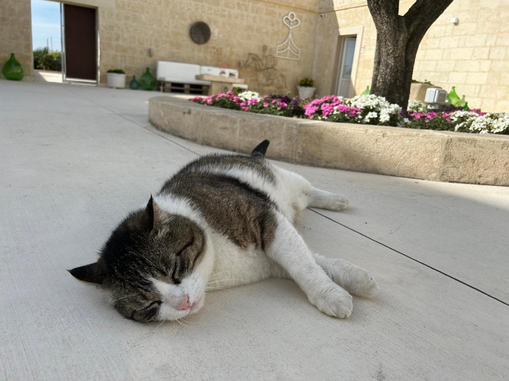 Masseria Spiga Gravina in Puglia Exteriör bild