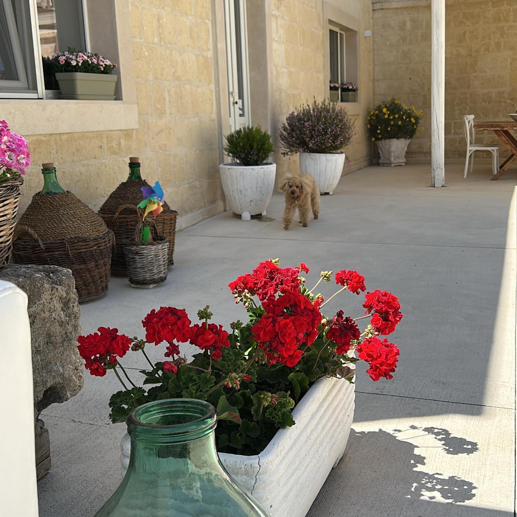Masseria Spiga Gravina in Puglia Exteriör bild